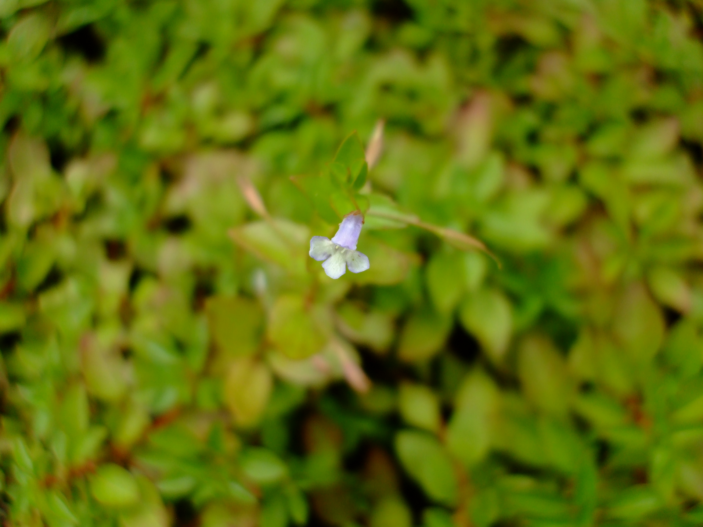 Lindernia dubia